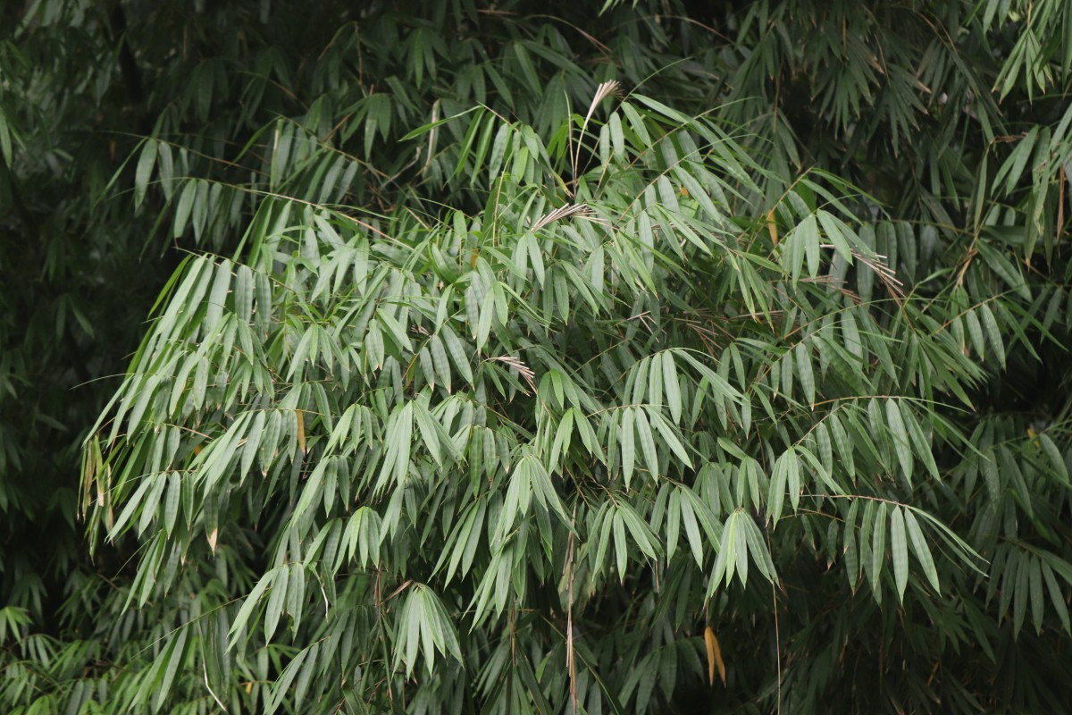 Dendrocalamus giganteus Munro